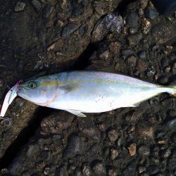 エギングがダメだったので